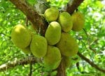 Jackfruit on tree