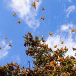 Monarch Butterflies on tree branch in blue sky pollinator