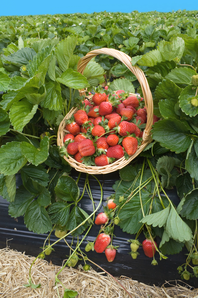 Strawberry Picking and Buying Tips Southeast