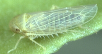 beet leafhopper