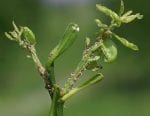 Psyllid Control Efforts