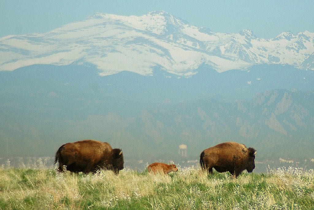 A bison calf between two adults. Photo by Rich Keen, DPRA.