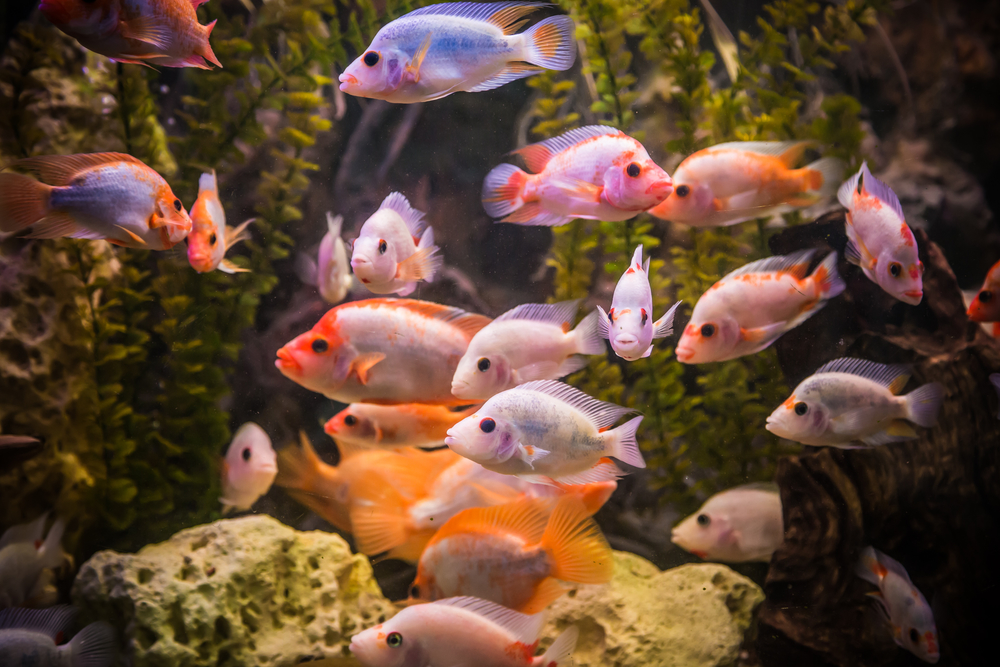 Ornamental Fish - Southeast AgNET