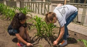 Three Sisters Garden