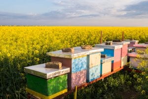 Apiary in the field of rapeseed