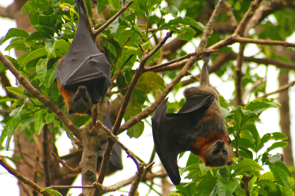 bats