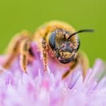 National Pollinator Week