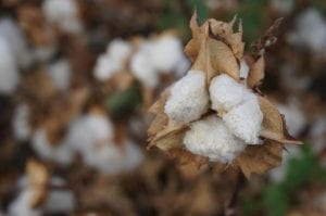 Cotton