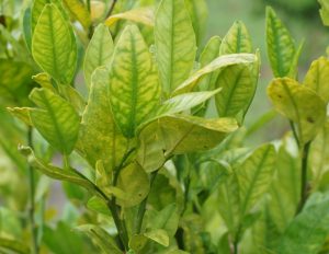 hlb citrus greening