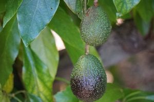 Central Valley Avocado Meeting