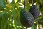 Avocado Grower Tools