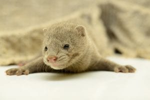 gray animal mink