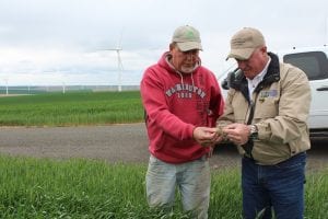 Skip Mead (left) and Administrator Dolcini (right) check the wheat quality of a field in Columbia County, Washington.