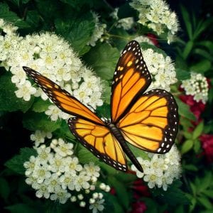 Monarch Butterfly On Flowers