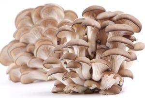 Oyster mushrooms