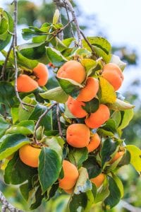 Persimmon tree with fruit in the orchard