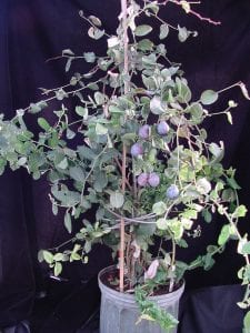 ‘FasTrack’ plums flowering and fruiting in the greenhouse. Image courtesy of USDA/ARS
