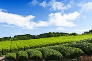 Beautiful fresh green tea plantation at Nihondaira, Shizuoka - Japan