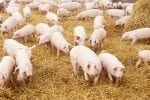 young piglet on hay at pig farm-canada