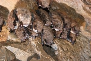 brown bats-WNS