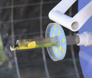 A bumblebee leaving a colony housed at UC Davis. Researchers are using RFID technology and a “bee scale” developed by student engineers to follow the demographics of colonies in great detail. (Photo: Kathy Keatley Garvey)
