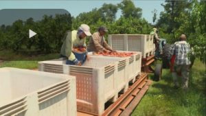 AFBF-Farm-Labor-Shortage-Ve