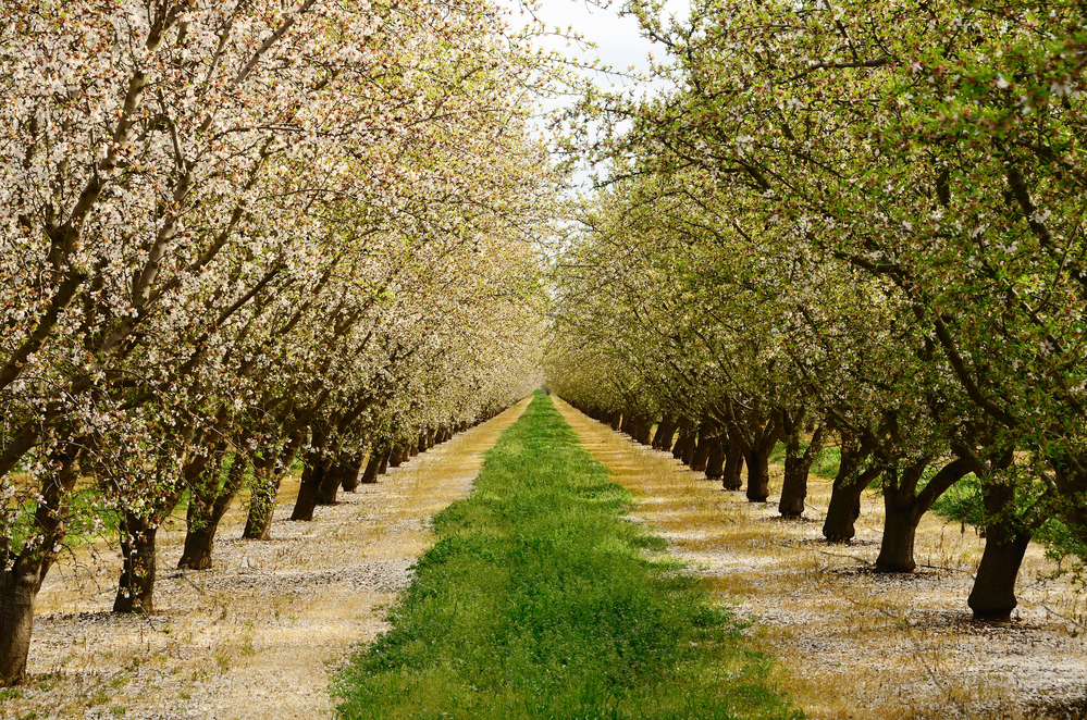 almond acreage