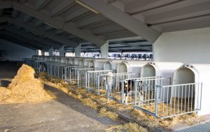 Calves cages-2