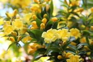 Yellow flowers blooming on Carolina Jessamine
