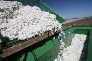 cotton harvestring
