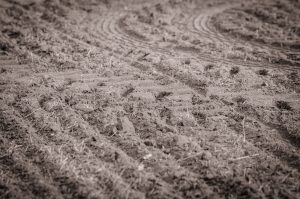 Dry soil, Drought, dead plants