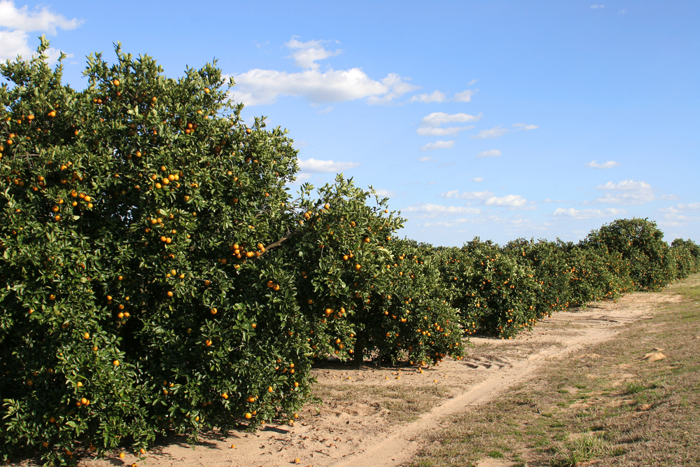 citrus