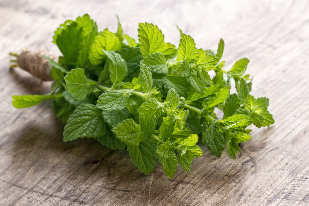 Bunch of green fresh mint herbs