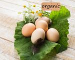 Fresh organic eggs on leaf. Tag with word organic.