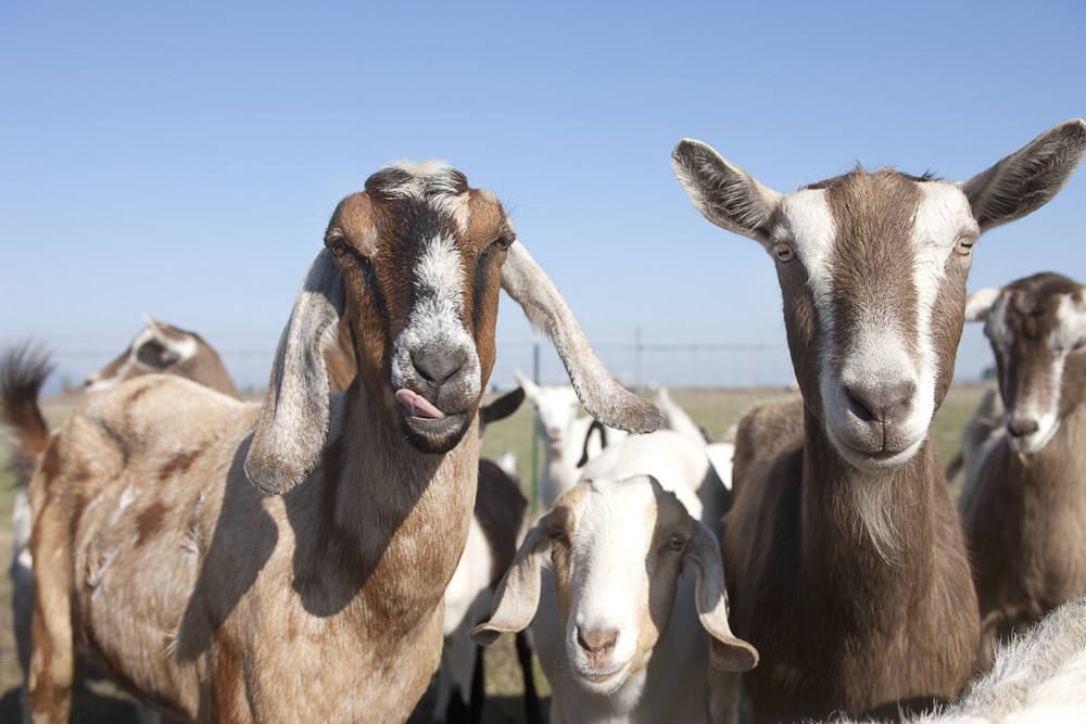 goat industry