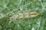 Sixspotted-thrips-lg