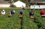 farm labor shortage