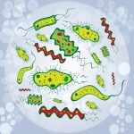 bacteria illustration-foodborne