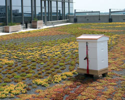 bees-ritz-carlton_250