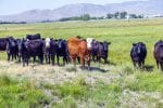 group of cows grazing on the meadow land