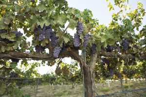 Grapevine Red Blotch