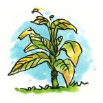 herbicide glyphosate-yellowing plant