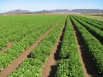 lettuce on an Imperial Valley, California farm