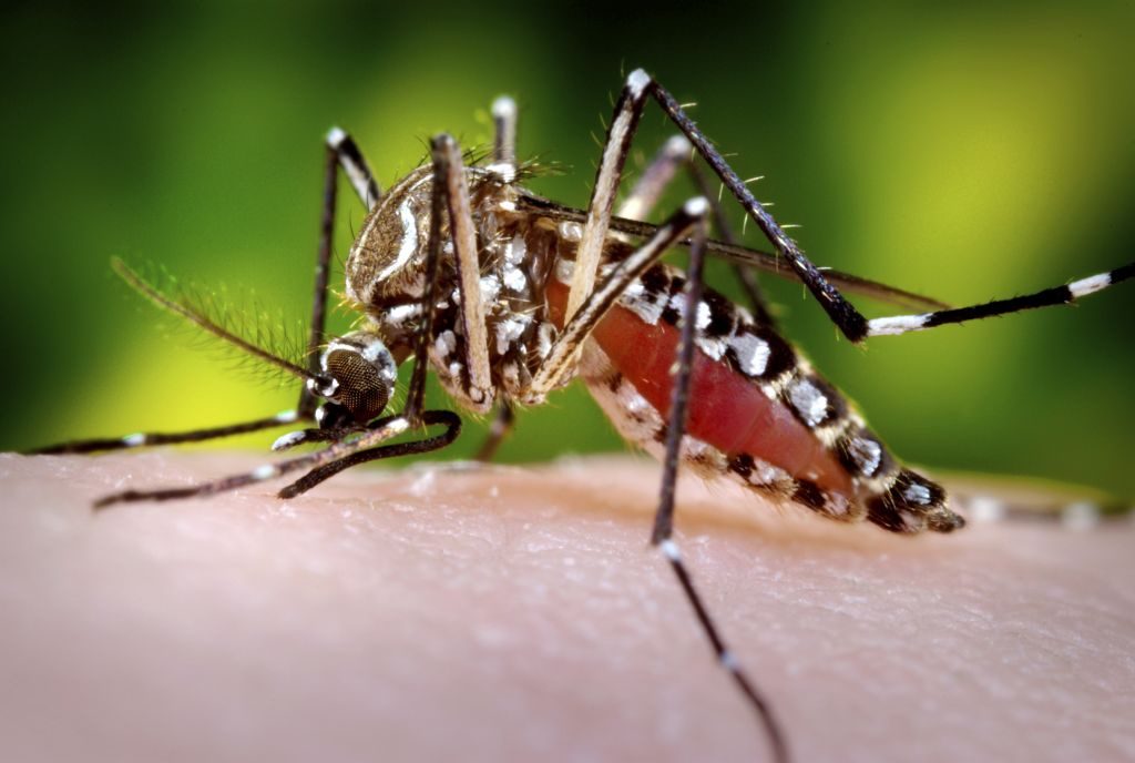 A female Aedes aegypti mosquito while she was in the process of acquiring a blood meal from her human host, who in this instance, was actually the biomedical photographer, James Gathany, here at the Centers for Disease Control. You?ll note the feeding apparatus consisting of a sharp, ?fascicle?, which while not feeding, is covered in a soft, pliant sheath called the "labellum?, which is seen here retracted, as the sharp ?stylets? contained within pierced the host's skin surface, as the insect obtained its blood meal. The fascicle is composed of a pair of needle-sharp stylets. The larger of the two stylets, known as the "labrum", when viewed in cross-section takes on the shape of an inverted "V", and acts as a gutter, which directs the ingested host blood towards the insect's mouth. This female?s abdomen had become distended due to the blood meal she was ingesting, imparting the red coloration to her translucent abdominal exoskeleton. DF and DHF are primarily diseases of tropical and sub-tropical areas, and the four different dengue serotypes (DEN-1, DEN-2, DEN-3, and DEN-4), are maintained in a cycle that involves humans and the Aedes mosquito. However, Aedes aegypti, a domestic, day-biting mosquito that prefers to feed on humans, is the most common Aedes species. Infections produce a spectrum of clinical illness ranging from a nonspecific viral syndrome to severe and fatal hemorrhagic disease. Important risk factors for DHF include the strain of the infecting virus, as well as the age, and especially the prior dengue infection history of the patient. 2006 Prof. Frank Hadley Collins, Dir., Cntr. for Global Health and Infectious Diseases, Univ. of Notre Dame Image courtesy of Sanofi Pasteur (Flickr)