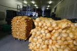 Bagged potatoes, prepared for transport and sale-trade Chicago Tribune