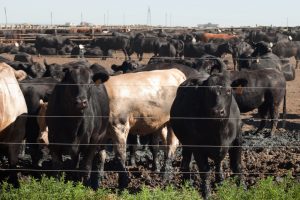 beef exports trade