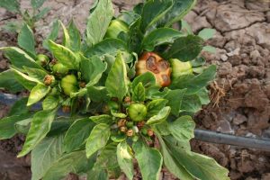 Beet Curly Top Virus on Bell Peppers NM