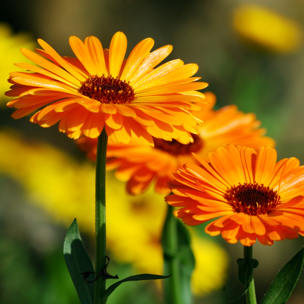 Marigold (Calendula officinalis)