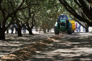 Almond Crop