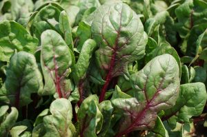 Spinach Varieties